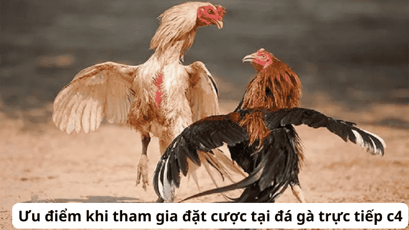 Giới thiệu về đá gà C4